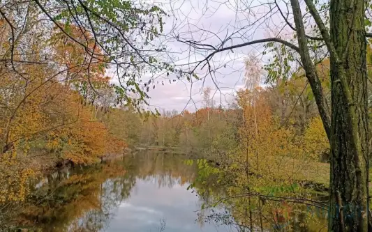 Ruda żmigrodzka ,  Bielika   7