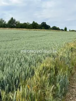 Oborniki śląskie ,  Borkowice   4