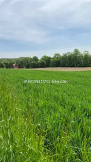 Oborniki śląskie ,  Borkowice   5