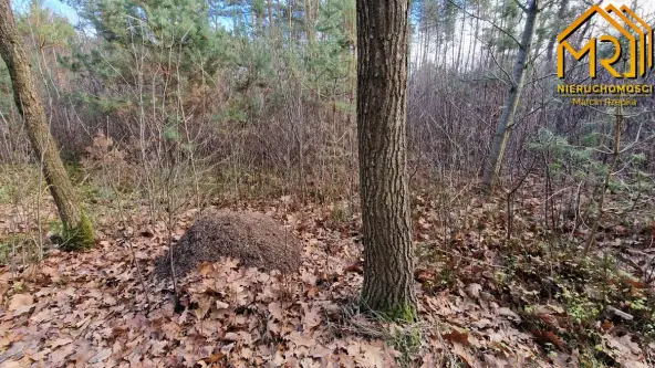 Stare żukowice   12