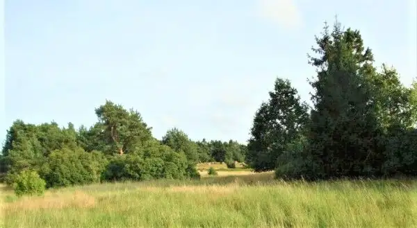 Smołdziński las   12