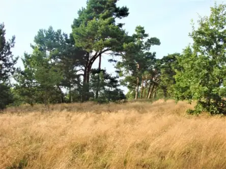 Smołdziński las   5