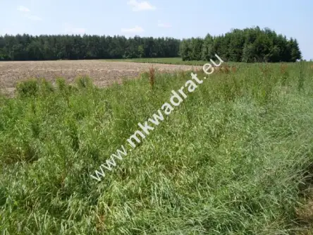 Biała rawska ,  mkwadrat.eu - tylko sprawdzone oferty   2