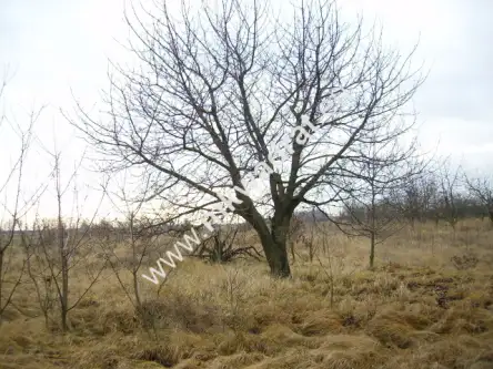 Stary łajszczew   4