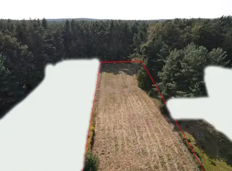 Szczedrzyk ,  Daniecka   3