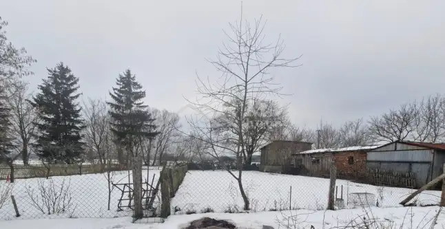 Kurowo braniewskie   9