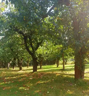 Strzelce krajeńskie ,  Gorzowska   10