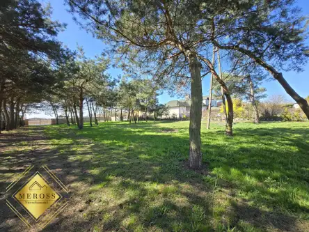 Strzelce wielkie   7