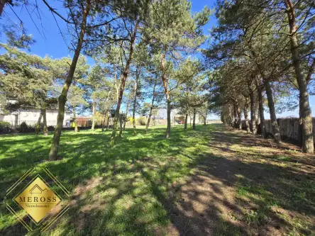 Strzelce wielkie   8