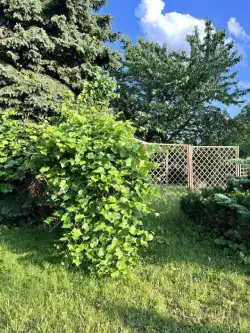 Kalisz ,  Poranna   6