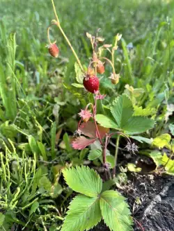 Kalisz ,  Poranna   7