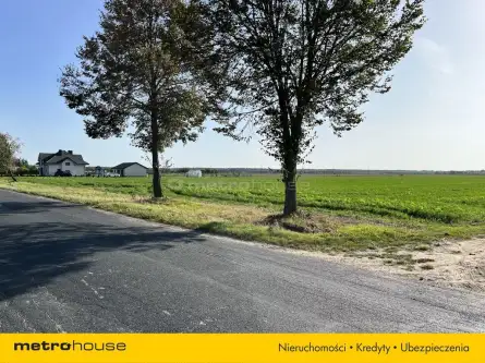 Klonownica duża   2