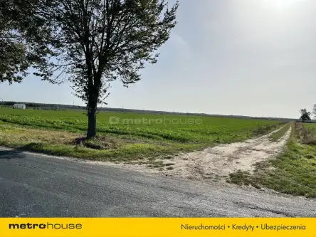 Klonownica duża   3