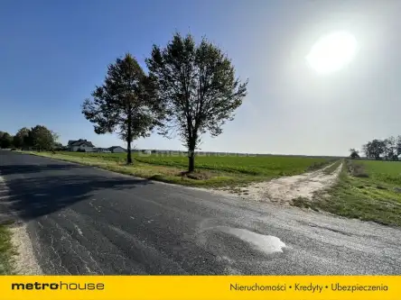 Klonownica duża   4