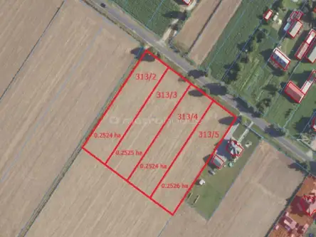 Klonownica duża   5