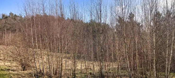 Gościcino ,  Cyprysowa   17