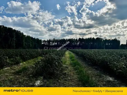 Powązki ,  Dębowa   2