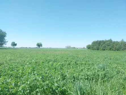 Witaszyce ,  Zakrzewska   14