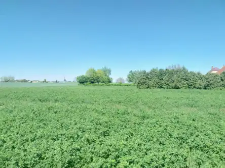 Witaszyce ,  Zakrzewska   15