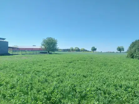 Witaszyce ,  Zakrzewska   3