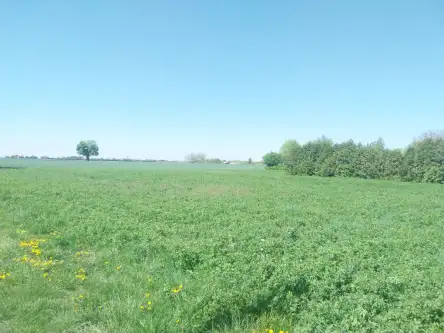 Witaszyce ,  Zakrzewska   5