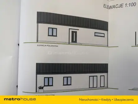 Ortel królewski pierwszy   4