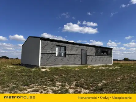 Ortel królewski pierwszy   6