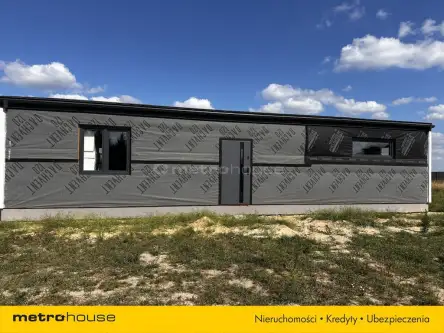 Ortel królewski pierwszy   7