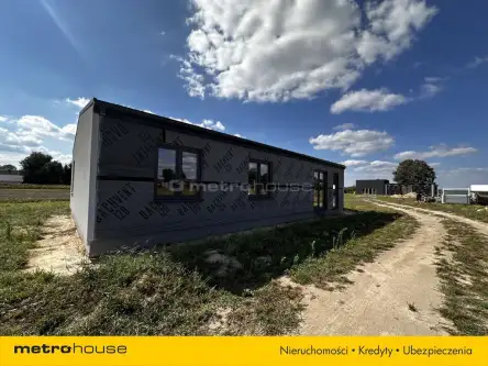 Ortel królewski pierwszy   8