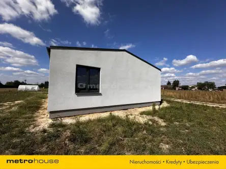 Ortel królewski pierwszy   9