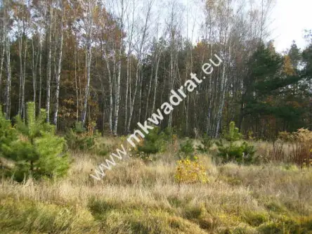 Makówka ,  www.mkwadrat.eu   2