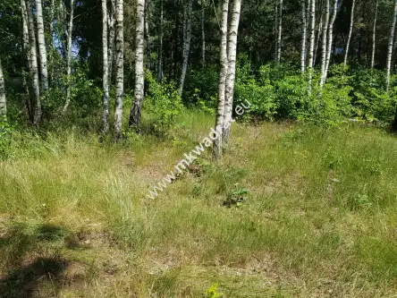  Kuklówka radziejowicka   www.mkwadrat.eu 