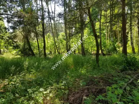 Kuklówka radziejowicka ,  www.mkwadrat.eu   4