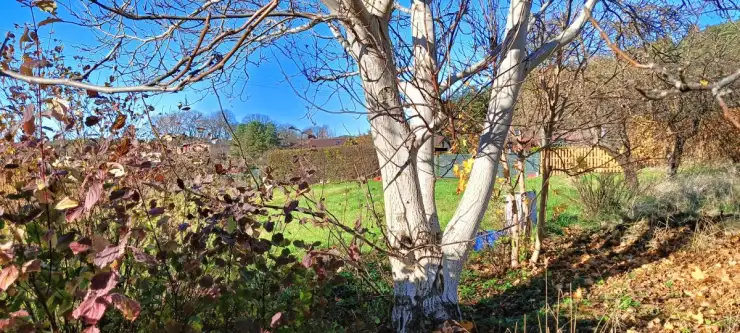 Gościcino ,  Drzewiarza   2