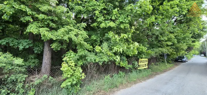 łoś ,  Podleśna   10