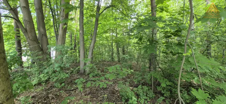 łoś ,  Podleśna   11