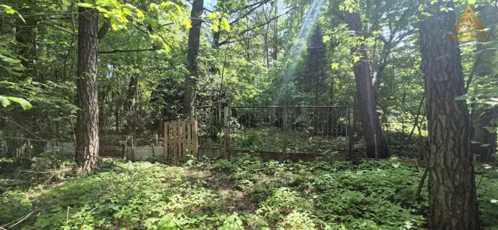 łoś ,  Podleśna   8