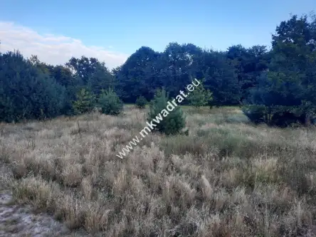 Pieńki zarębskie   2