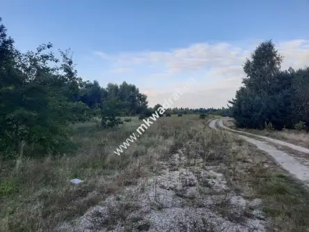 Pieńki zarębskie   4