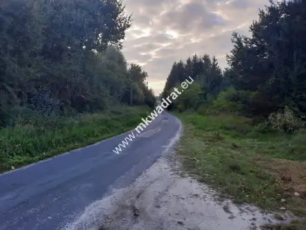 Pieńki zarębskie   5