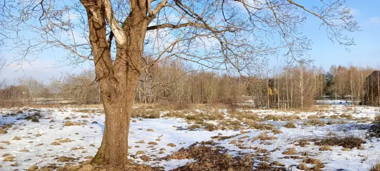 Kowalewo ,  Wiśniowa   11