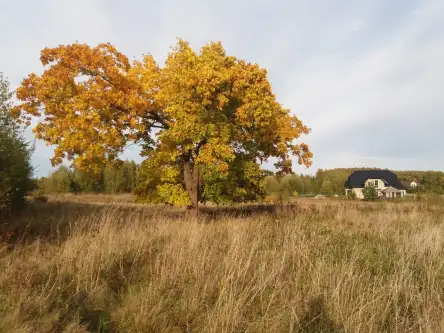  Kowalewo   Wiśniowa 