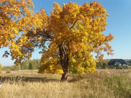 Kowalewo ,  Wiśniowa   2