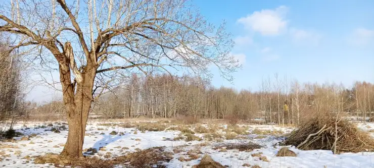 Kowalewo ,  Wiśniowa   3