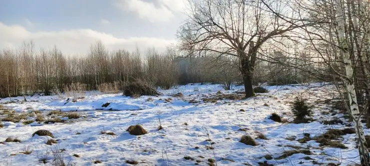 Kowalewo ,  Wiśniowa   4