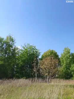 Jabłonna pierwsza    2