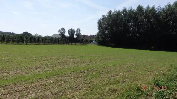  Głogówko królewskie  