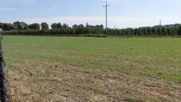 Głogówko królewskie   2