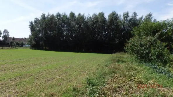 Głogówko królewskie   3