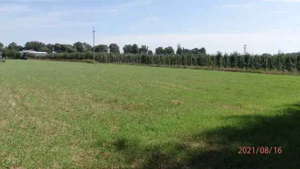 Głogówko królewskie   4